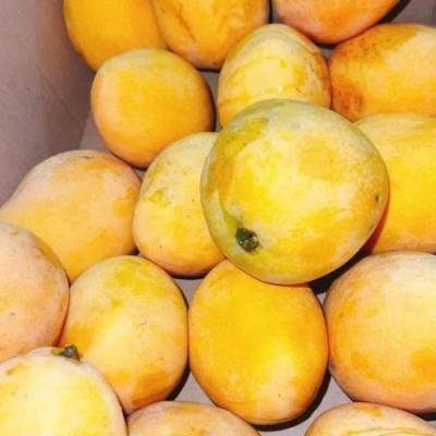 Egyptian Mango Sukary Momtaz - apx 2kg